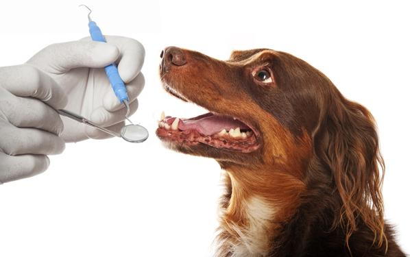 Frequently Asked Questions About Pet Dental