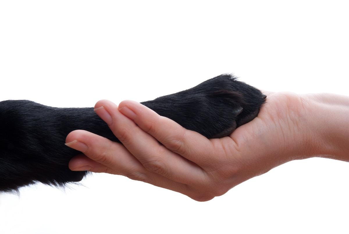 dog and human holding hands