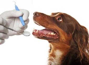 Frequently Asked Questions About Pet Dental