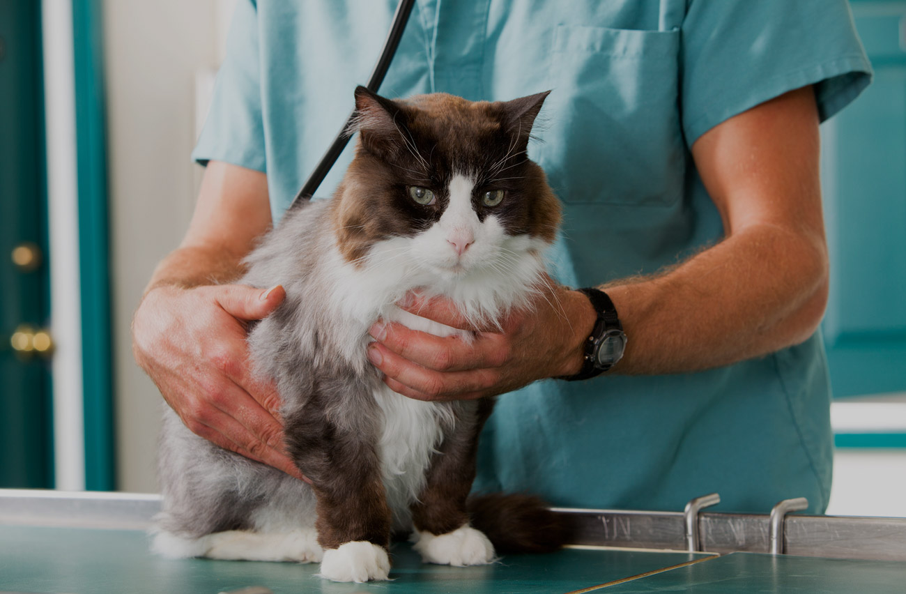 Veterinary Services for Cats